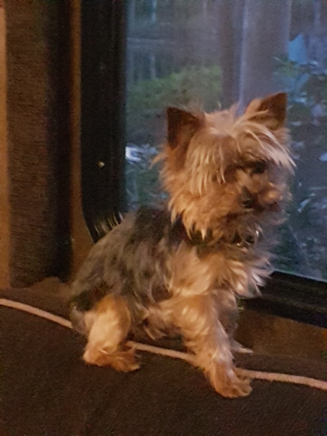 Pooki