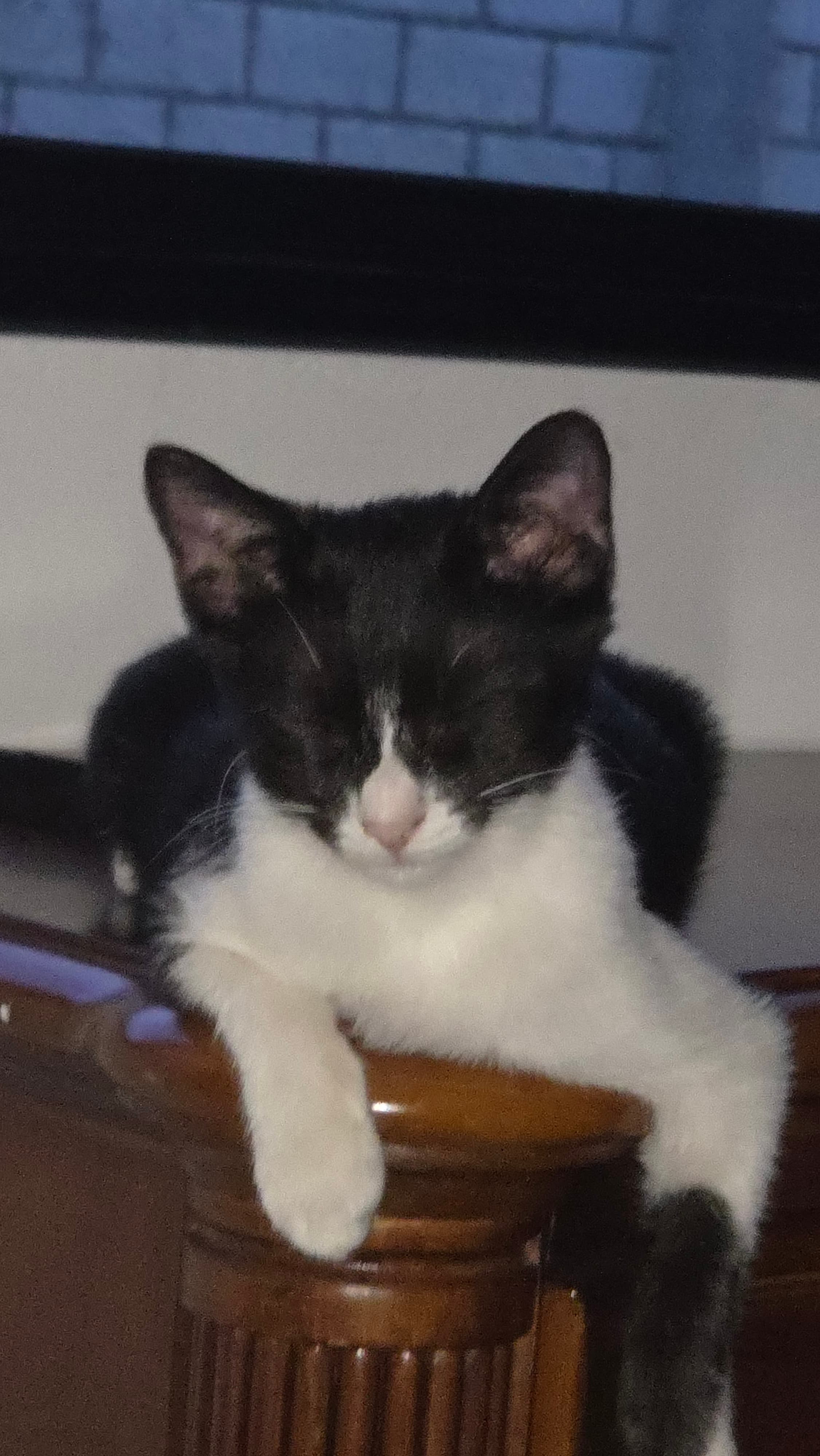 Samy Sleeping On Furniture