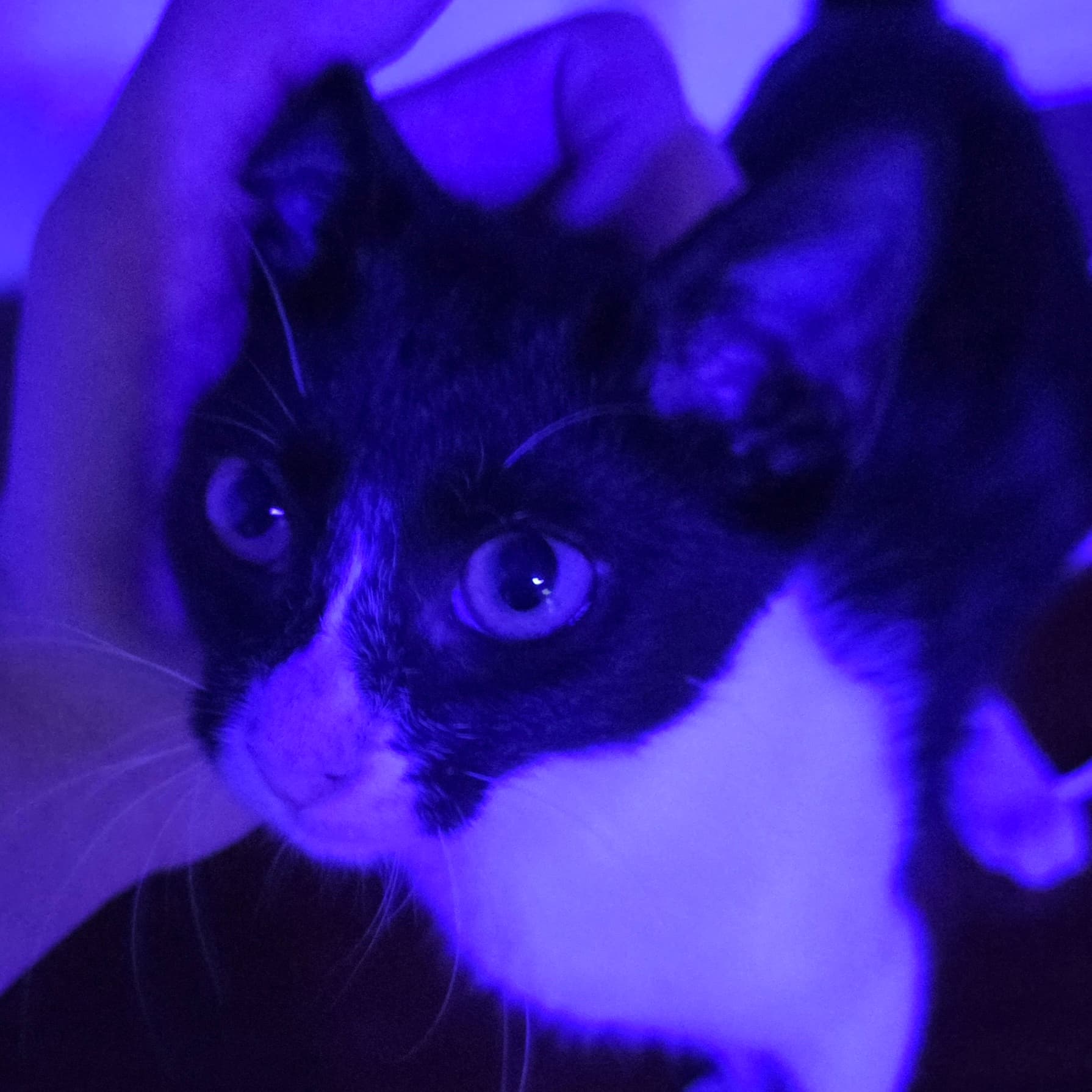 Purple Samy