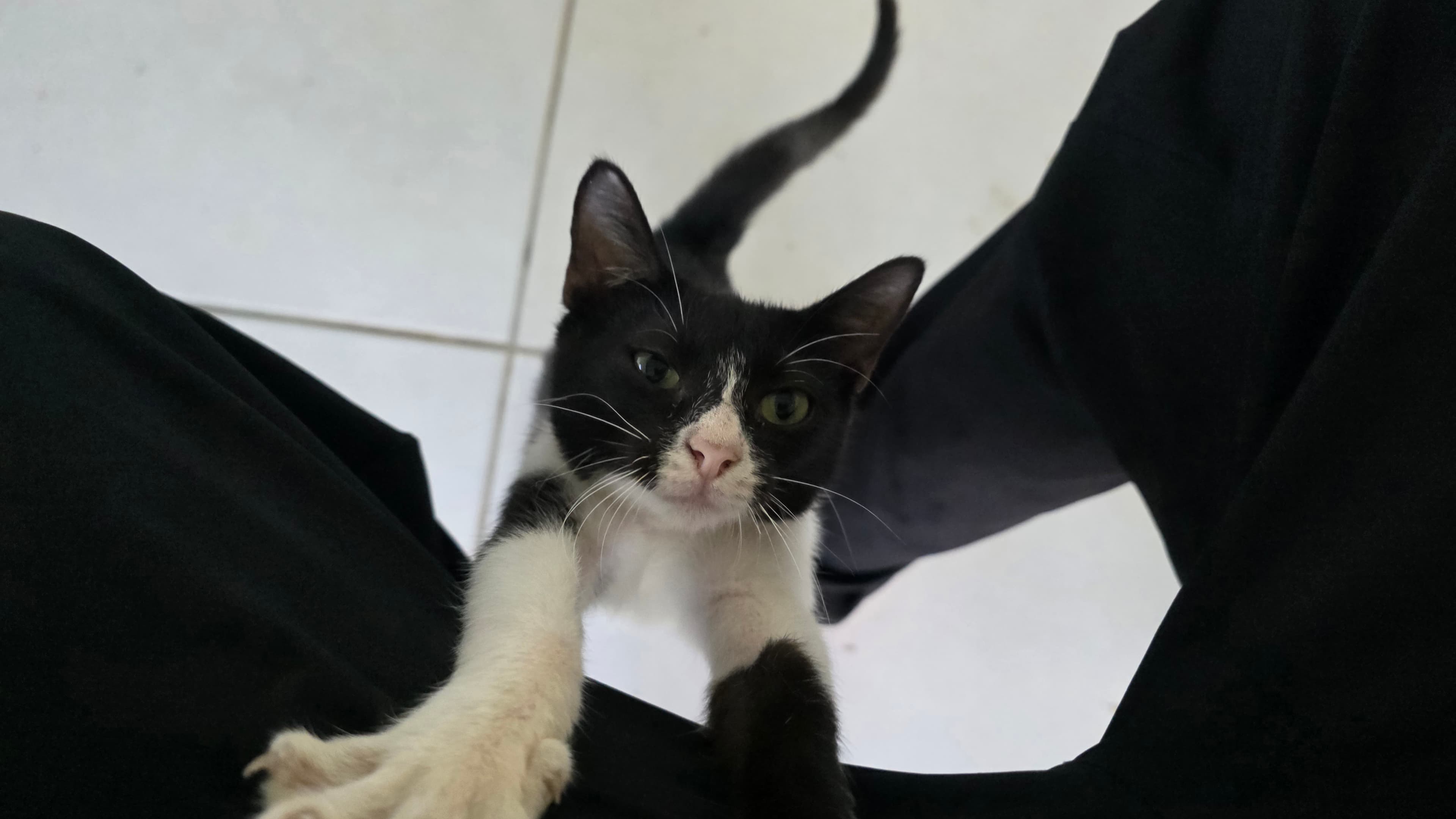 Curious Samy