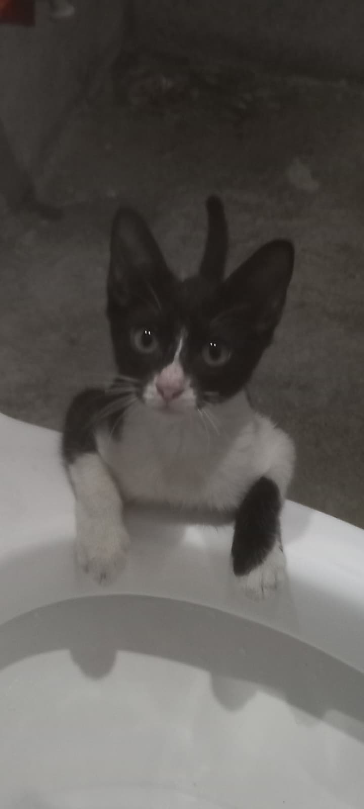 First Picture Of Samy